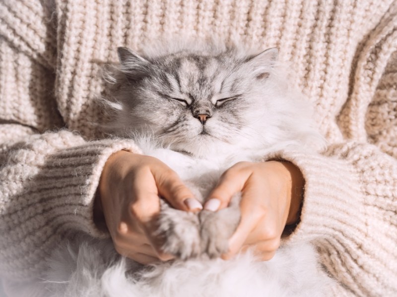 Glückliche Katze im Arm einer Frau.