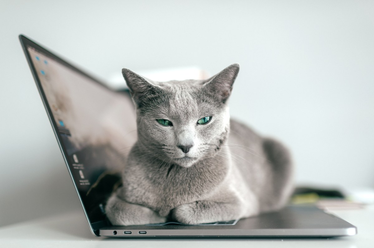 Katze liegt auf Laptop