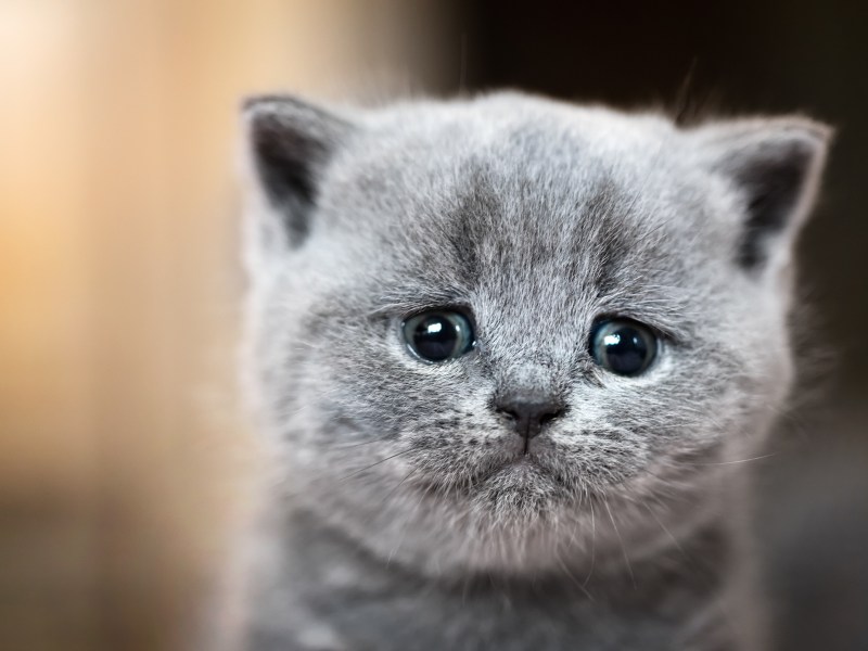 Süße kleine Katze hat Schmerzen.