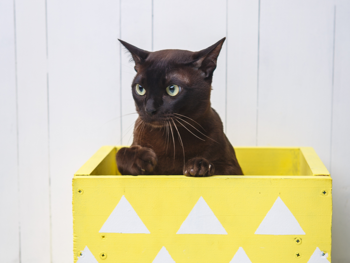 5 DIY-Bastelideen für ein kreatives Katzenklo