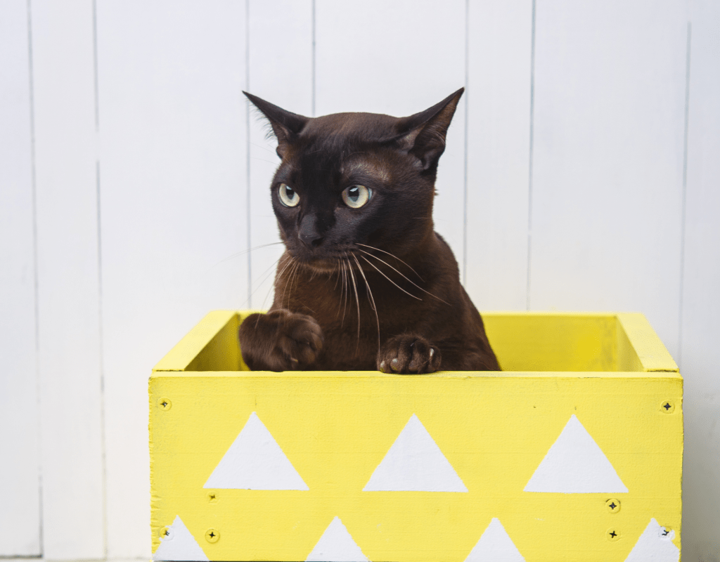 Katze guckt aus gelber Box heraus.