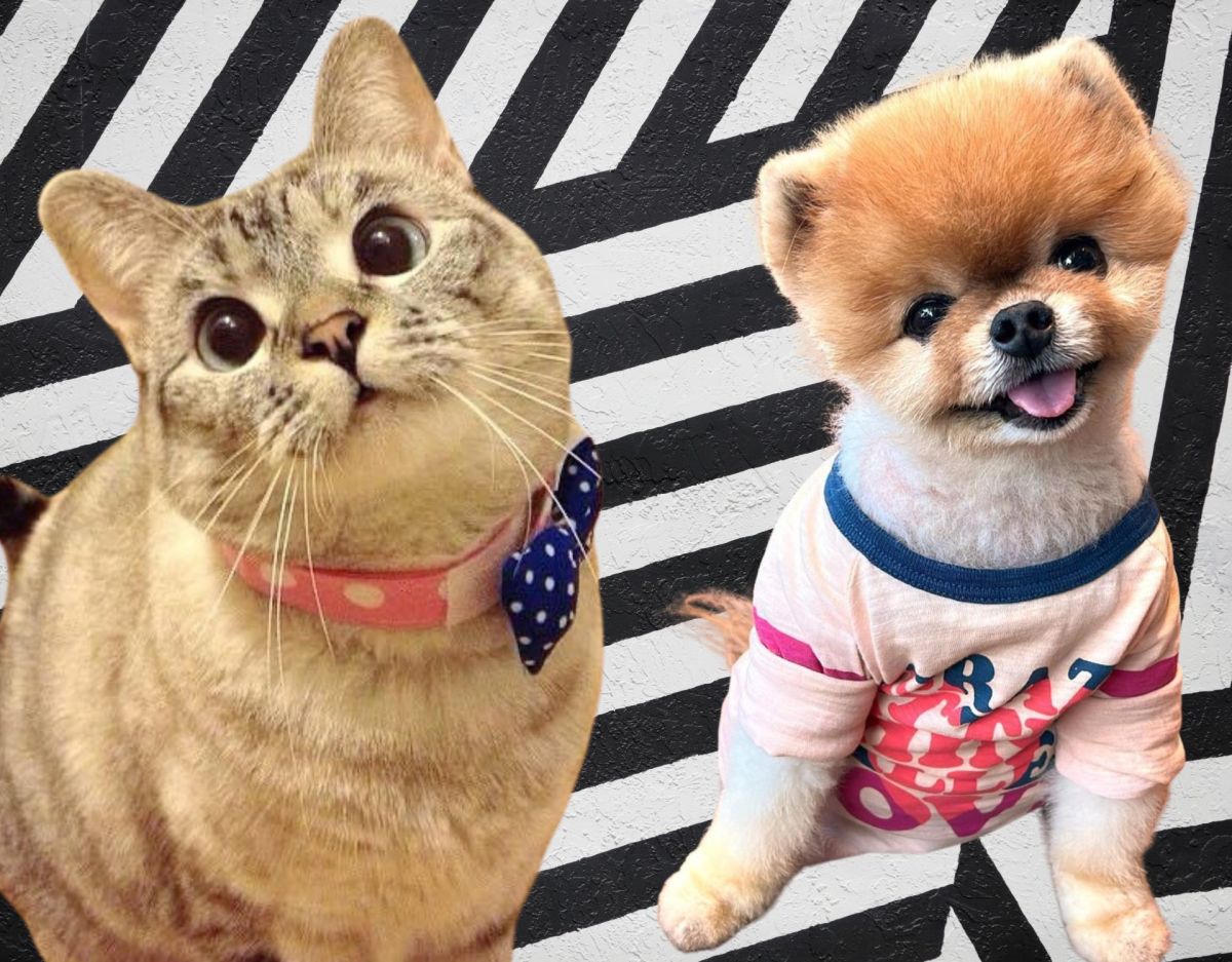 Petfluencer: Nala, The Cat und Jiff, The Pom