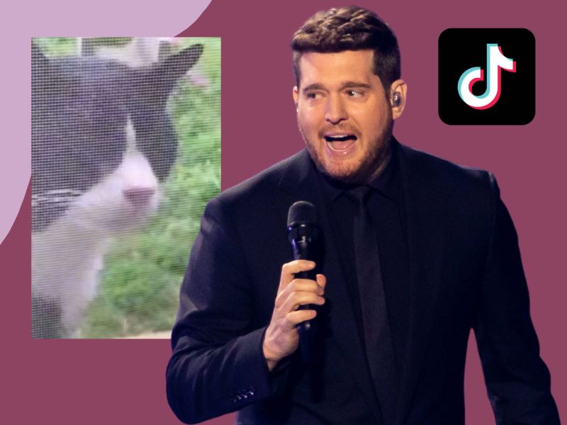 Michael Bublé: TikTok-Duett mit Katze – der Song, den wir alle brauchen!