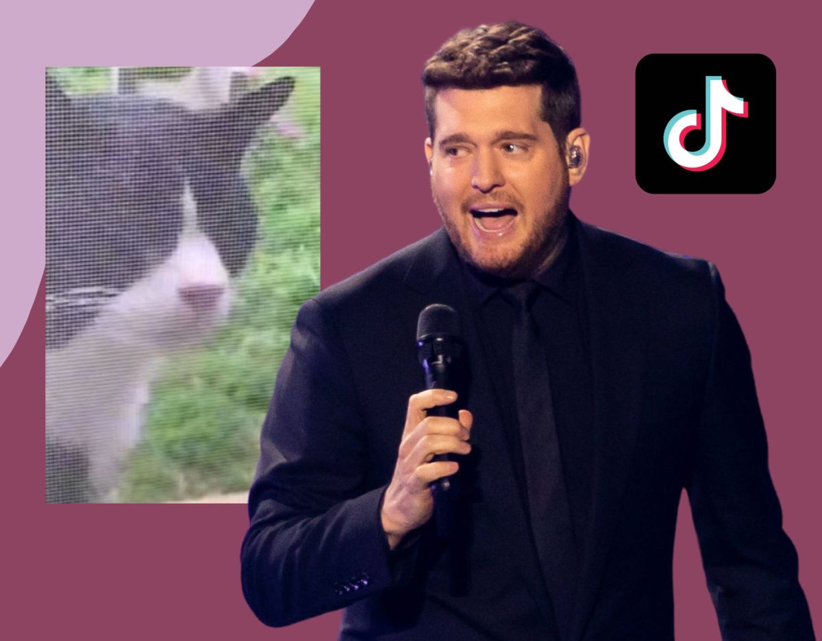 Michael Bublé: TikTok-Duett mit Katze – der Song, den wir alle brauchen!