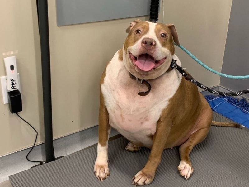 Tierrettung: Hund Margo war zu dick und nahm 20 Kilo ab