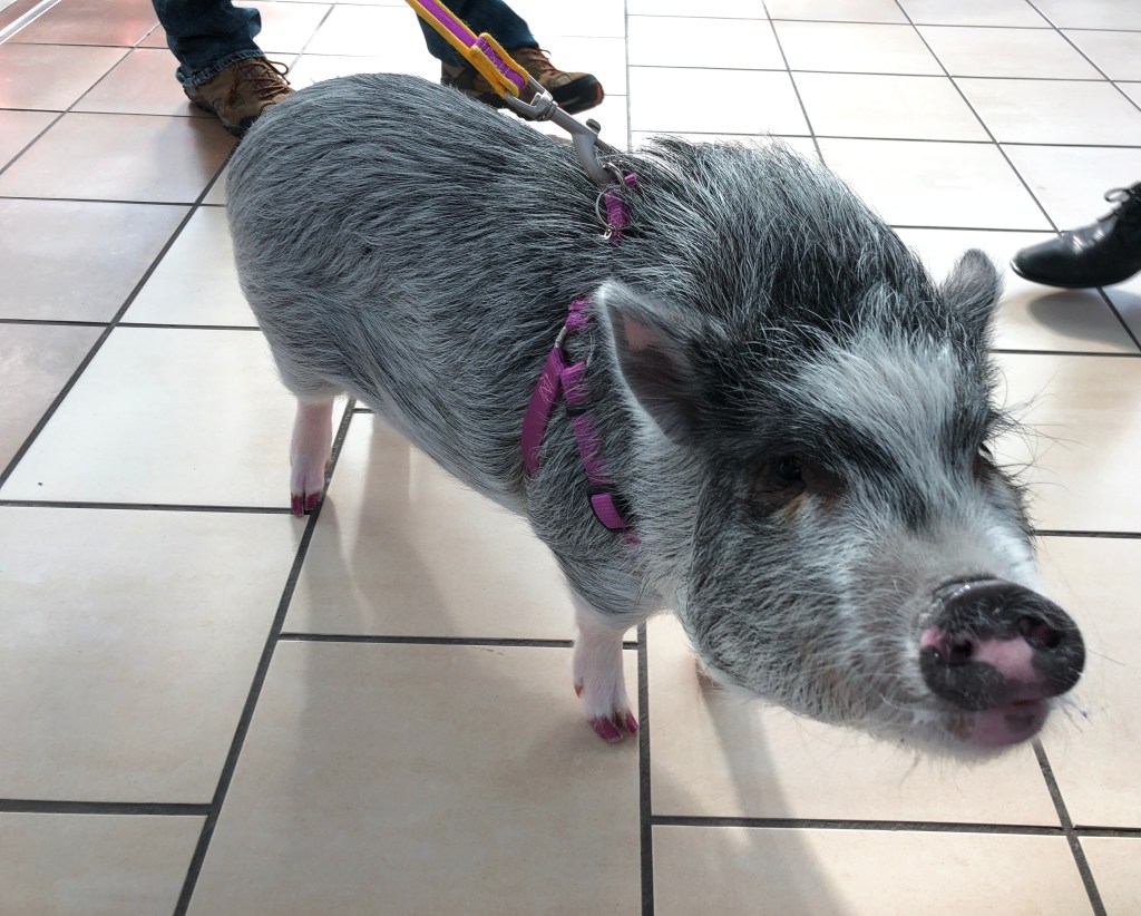 San Francisco: Wie Flughafen-Tiere Reisende zum Lachen bringen
