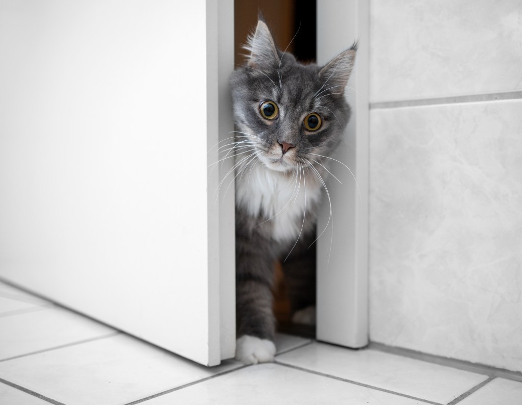 Katze schaut zwischen dem Türspalt hindurch.