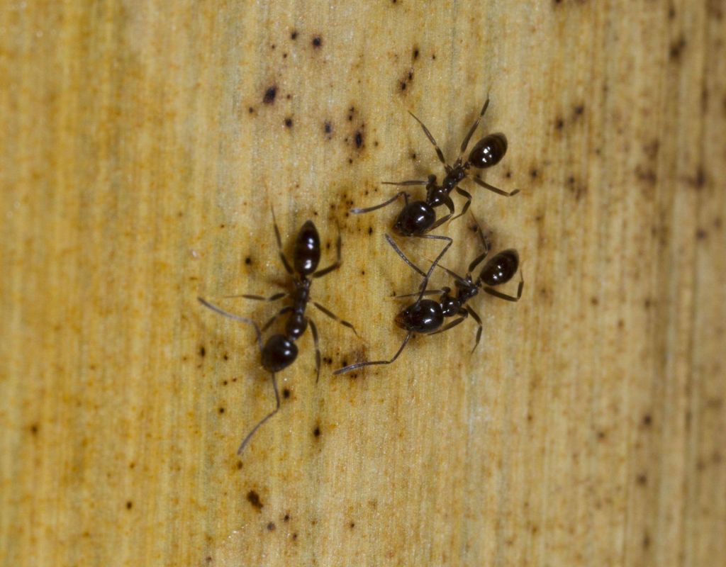Ameisen: Hausmittel gegen Ameisen 