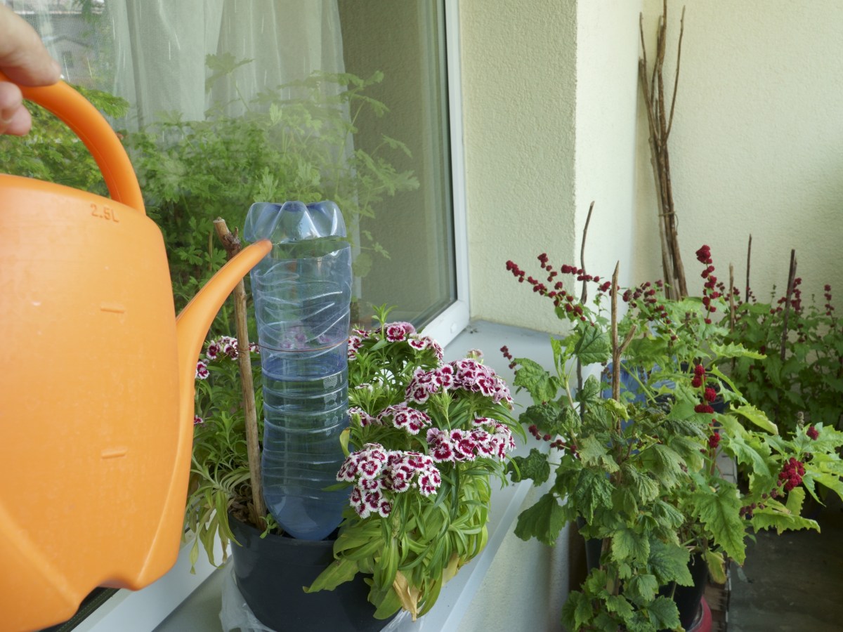 So kannst du eine Bewässerung für deine Balkonpflanzen selber basteln