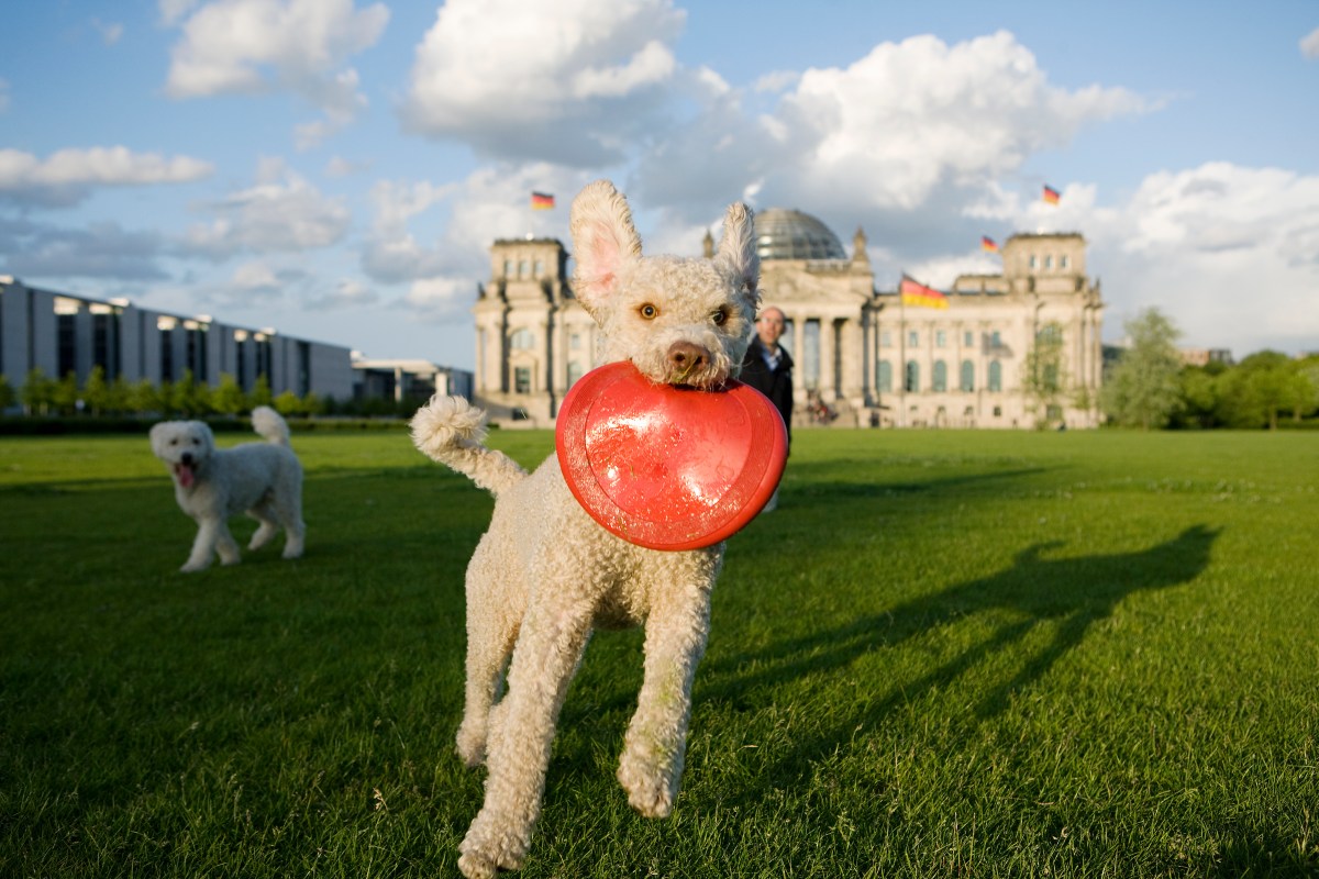 Hund vor dem Bundestag fängt eine Frisbee.
