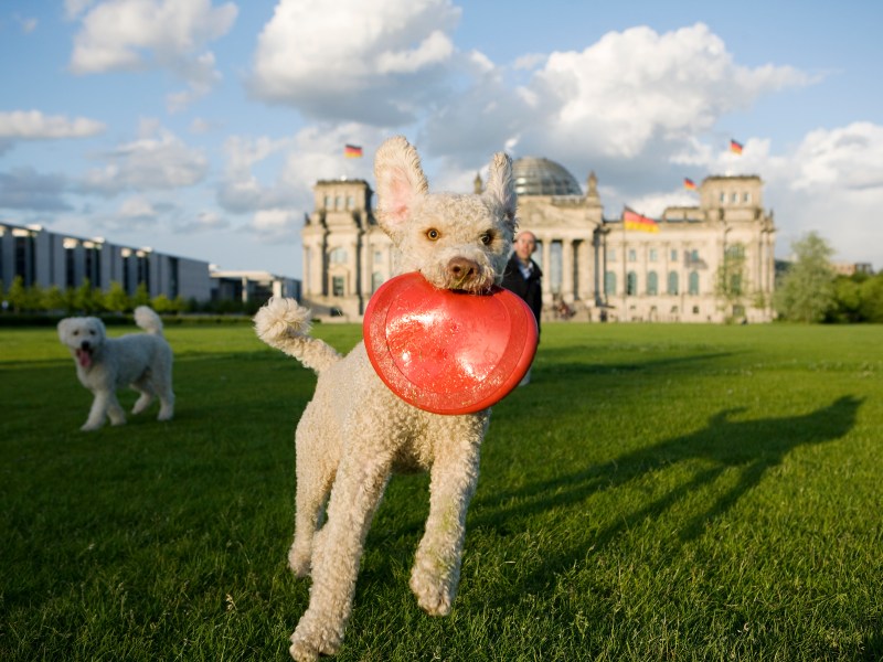 Hund vor dem Bundestag fängt eine Frisbee.