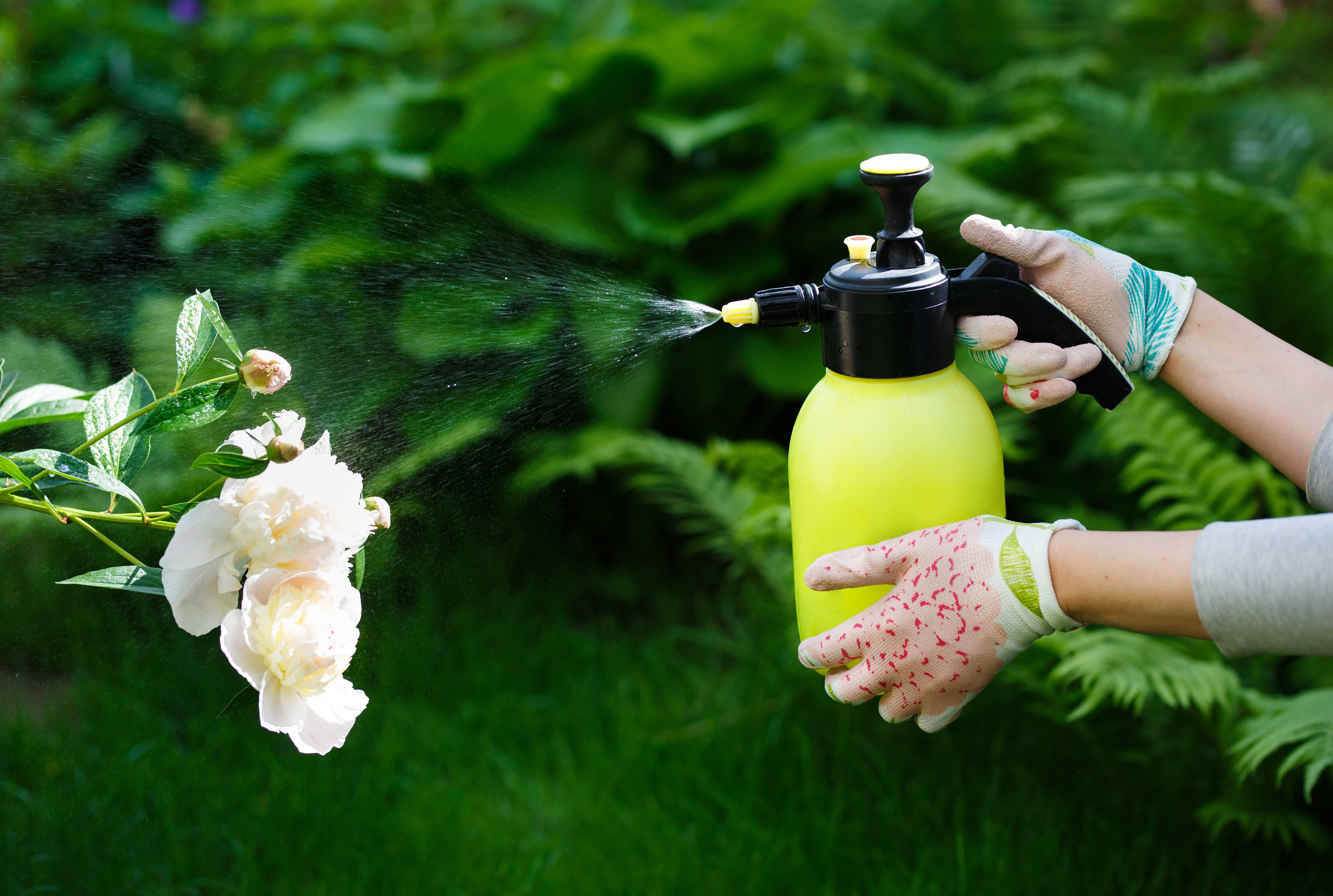 Flower spray. Опрыскивание пионов. Опрыскивать растения в саду. Пион внекорневые подкормки. Внекорневые подкормки роз.