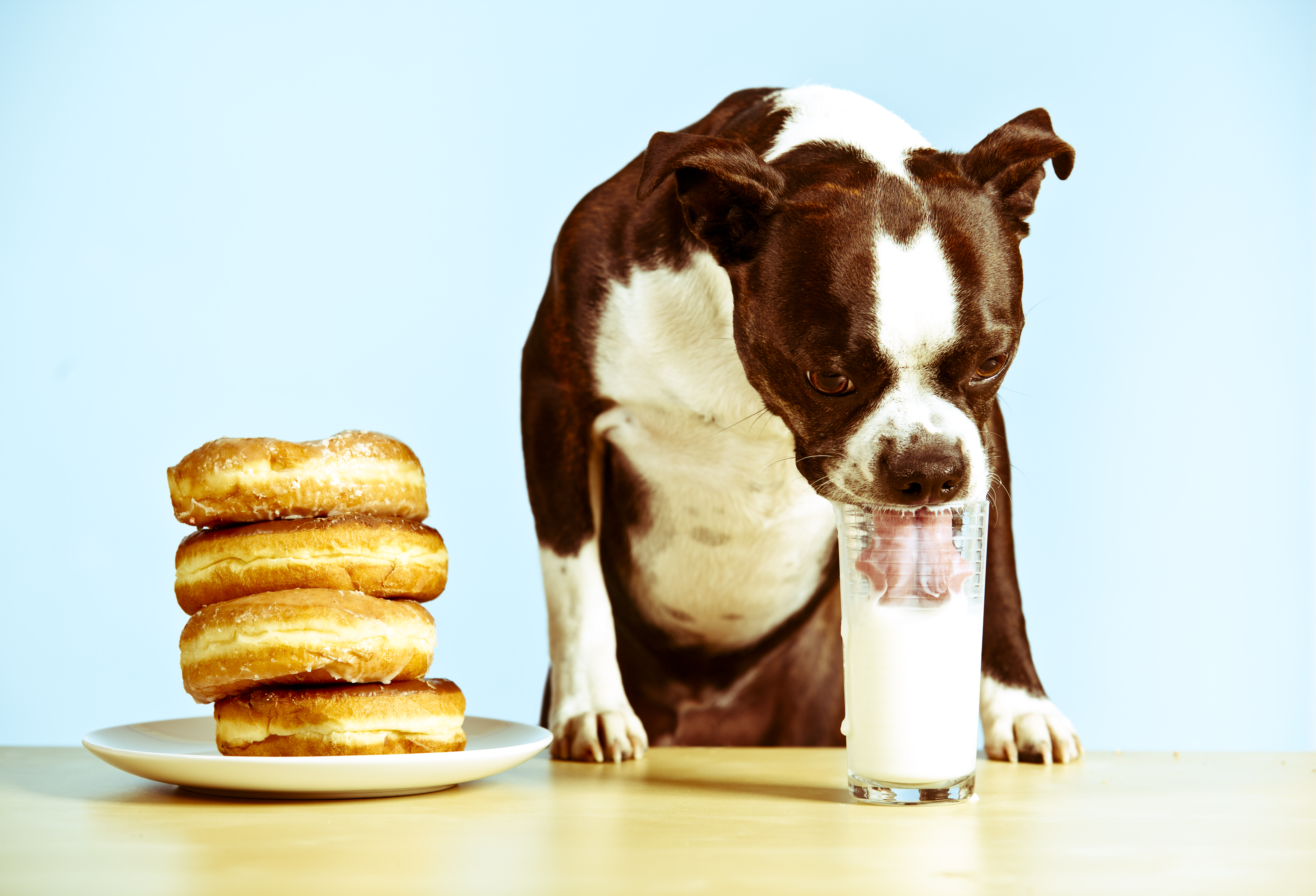 Можно кормить щенка молоком. Собака пьет молоко. Молоко с собачкой. Собачка кефирчик.