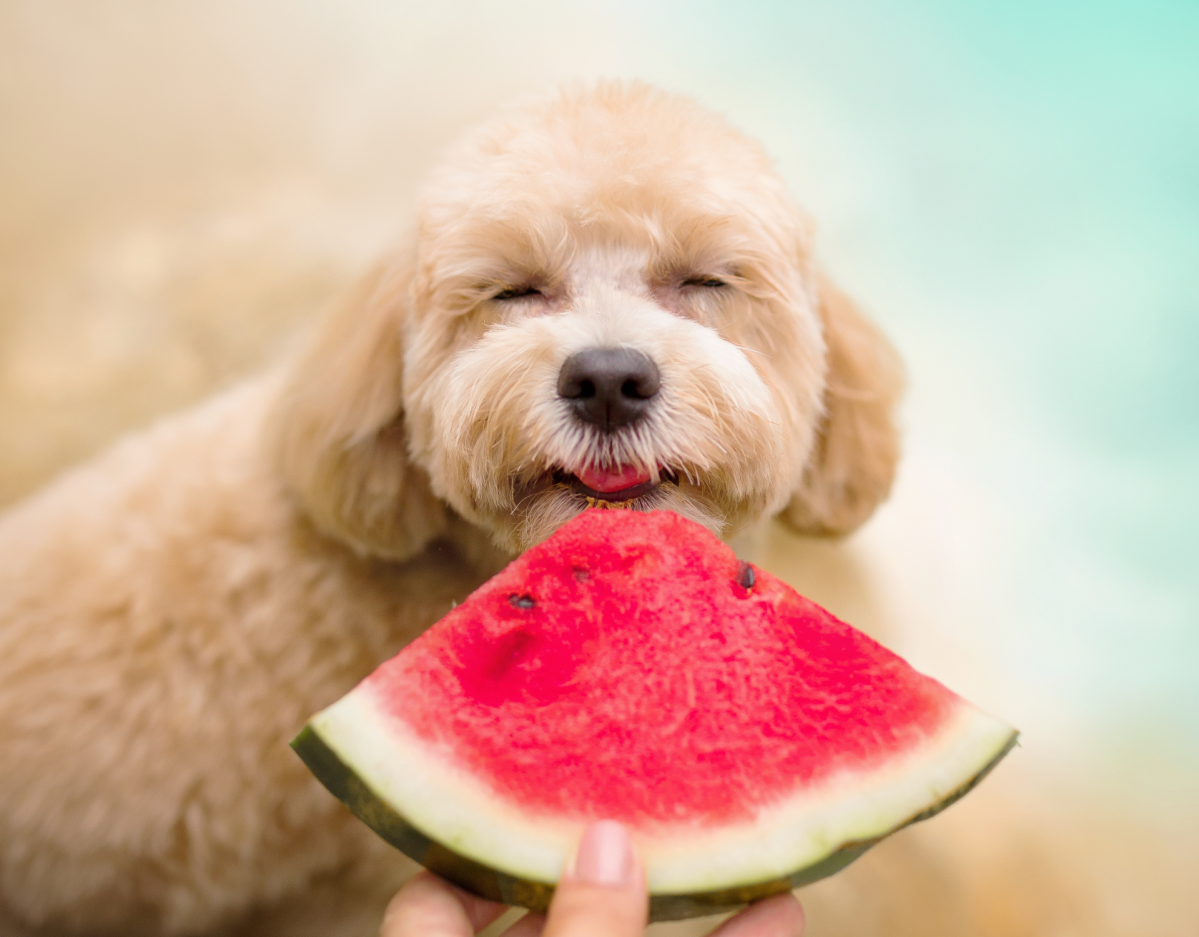 Hund leckt an einer Wassermelone.