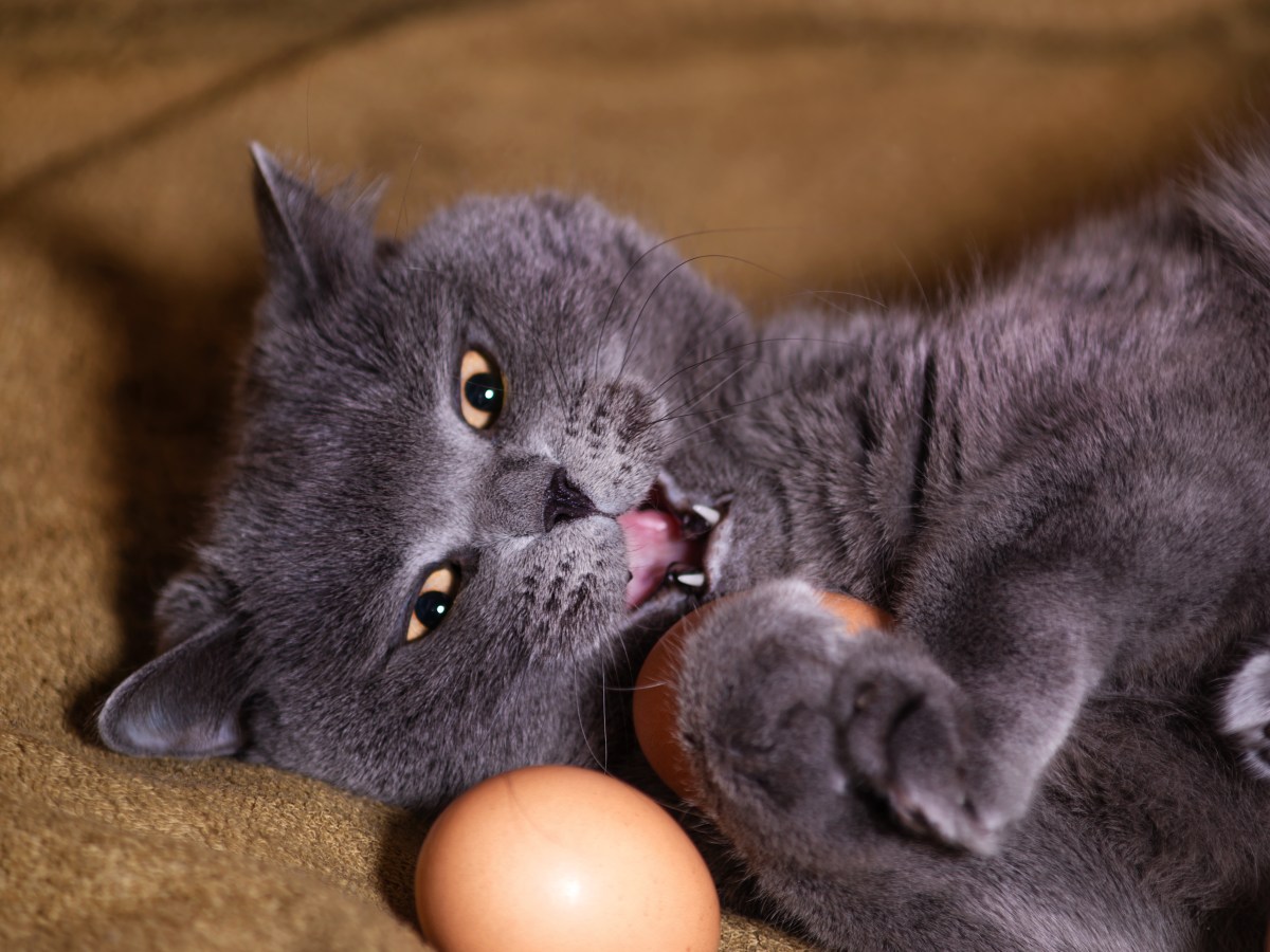 Gekocht oder roh: In welcher Form dürfen Katzen Eier essen?