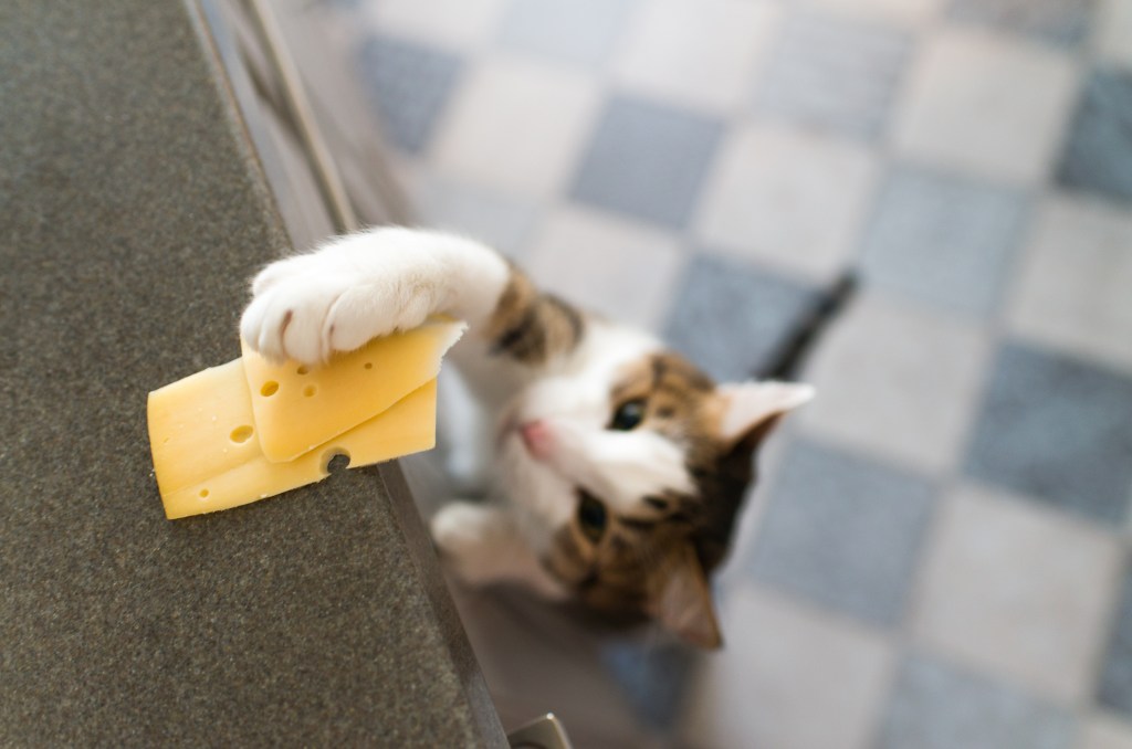 Katze schnappt sich mit der Pfote ein Stück Käse.