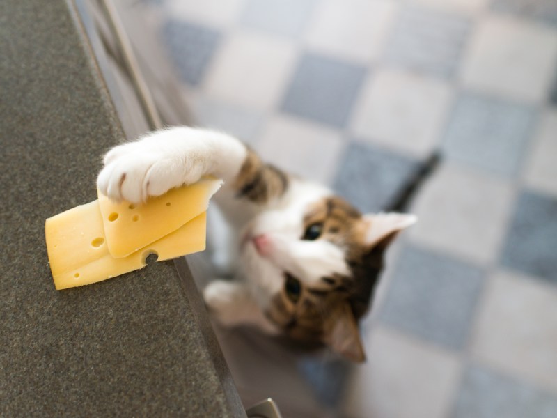 Katze schnappt sich mit der Pfote ein Stück Käse.