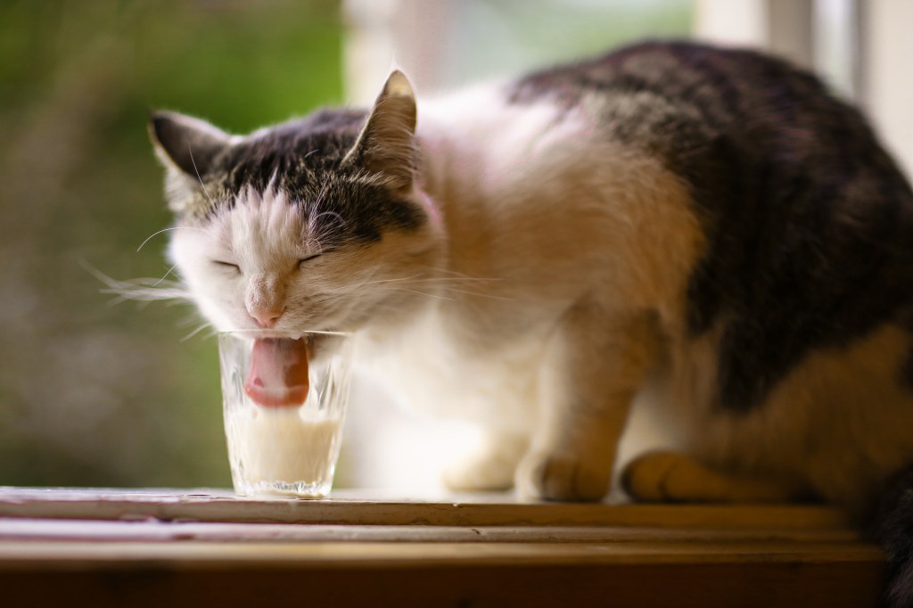 Katze trinkt Milch aus einem Glas.