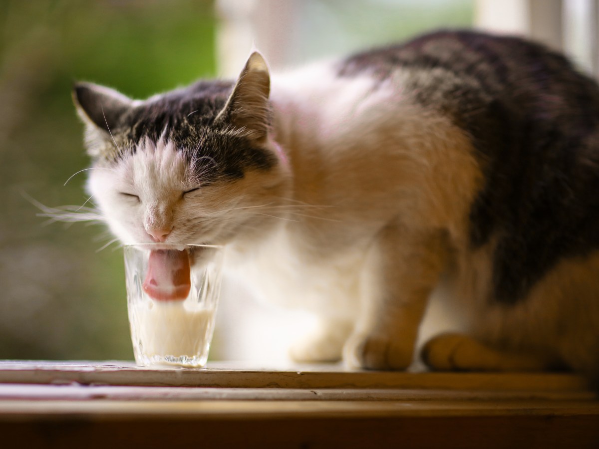 Milch-Mythos gelüftet: Ist Milch für Katzen noch schädlicher als gedacht?
