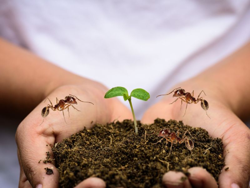 Ameisen vertreiben: Garten Tipp mit Urin