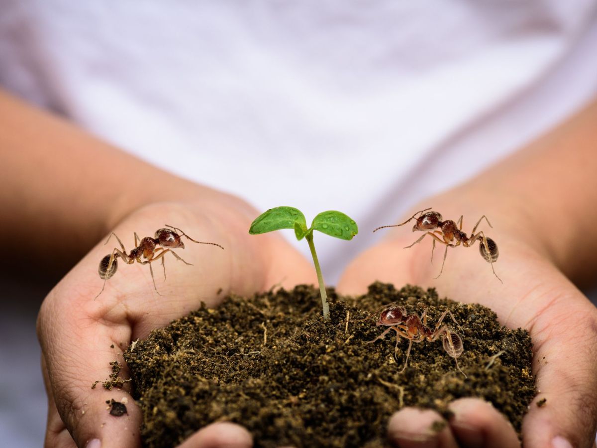 Ameisen vertreiben: Garten Tipp mit Urin