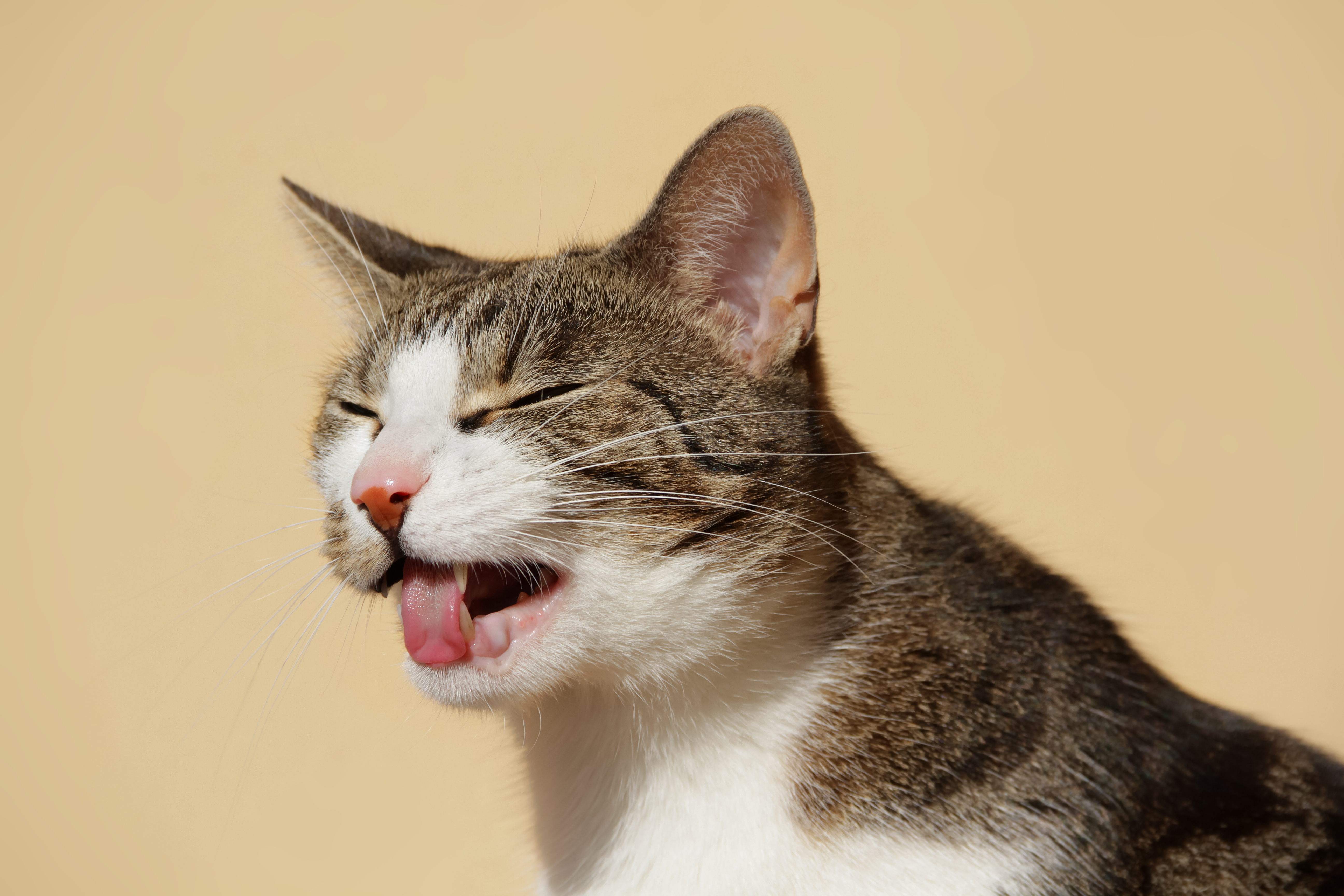 Katzen-Verdufter | Katzen vertreiben mit Duft