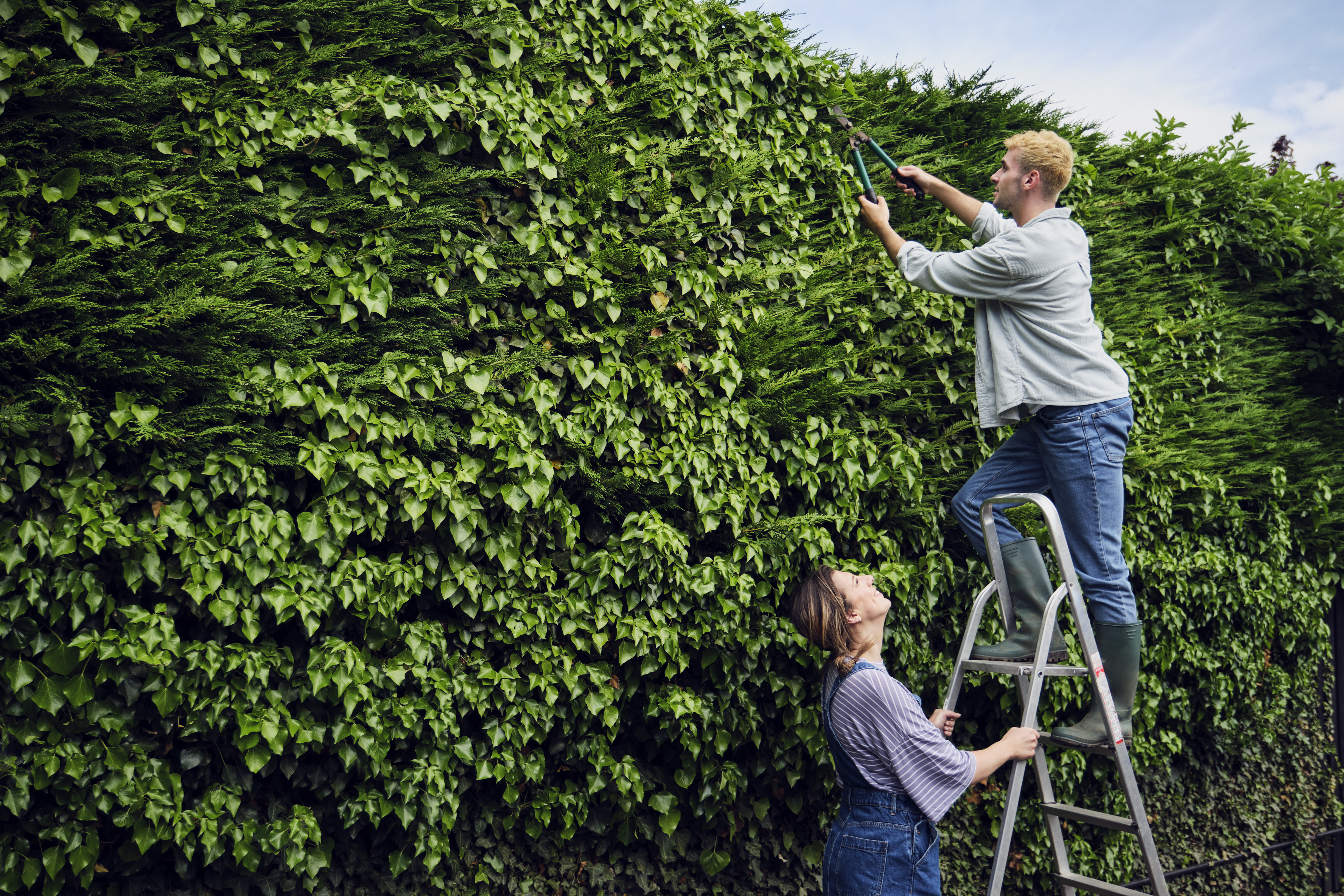 Nachbar-schneidet-Hecke-nicht-Wann-du-selbst-zu-Schere-greifen-darfst