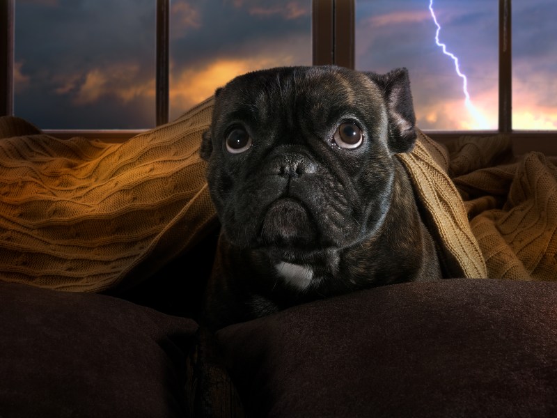 Hund hat Angst vor Gewitter und versteckt sich unter einer Decke.