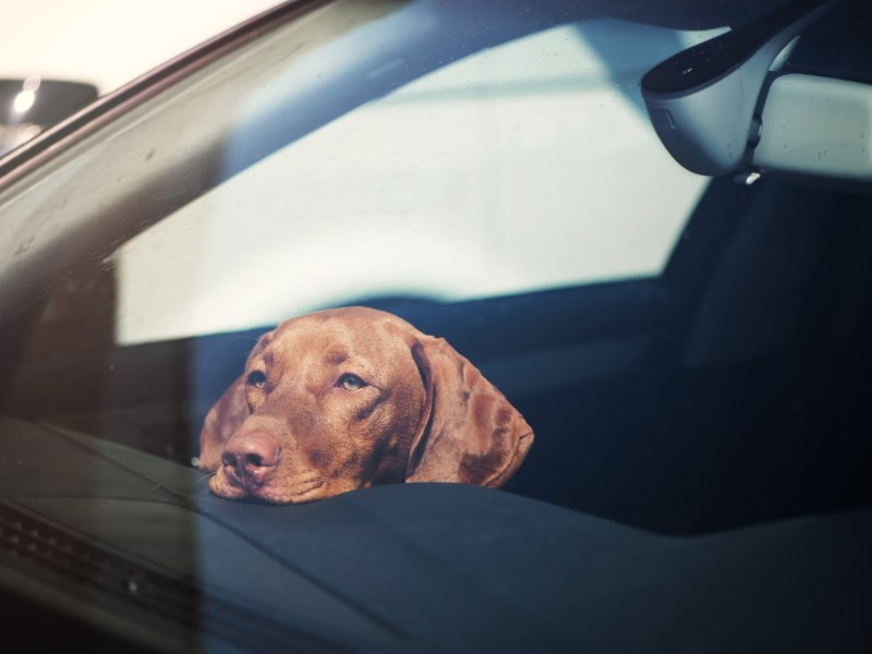Hund im Sommer im Auto