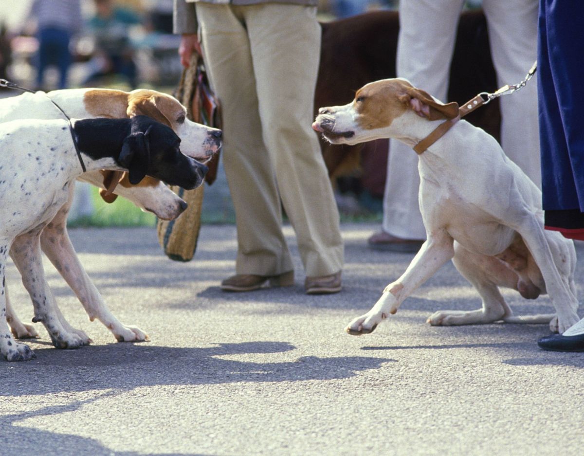 Hundekampf beenden: 6 Experten-Tipps