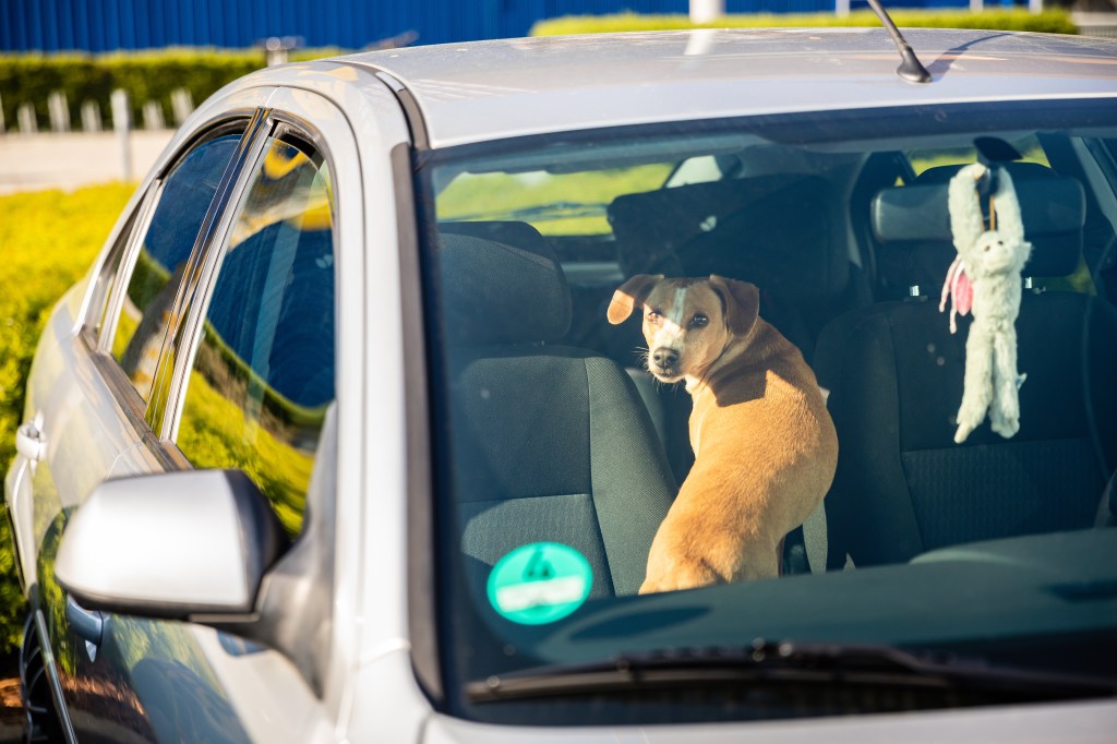 Hund im Sommer im Auto