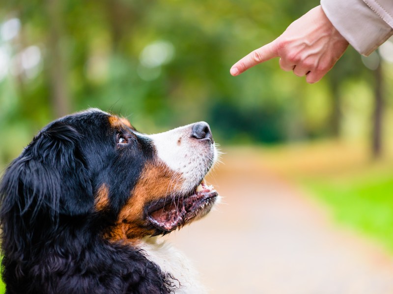 Frau zeigt mit Finger auf Hund