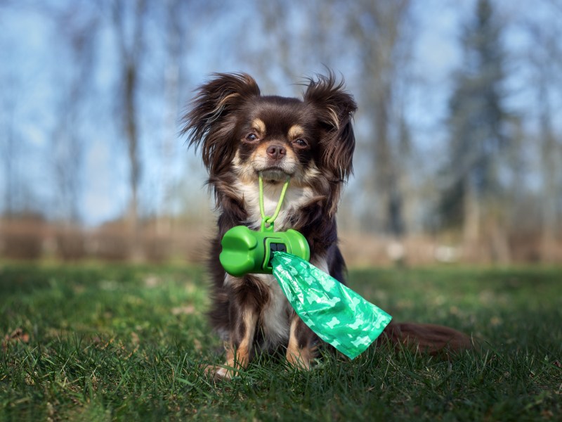 Hund hält Hundekotbeutel im Mund.