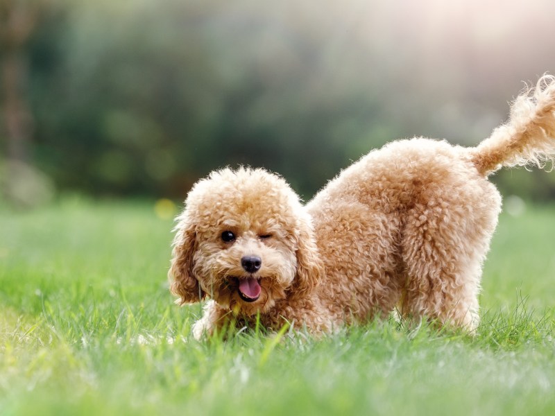 Hund sitzt auf dem Rasen.