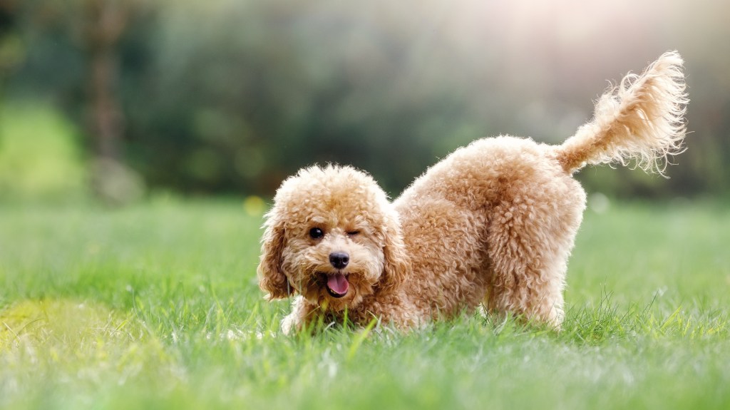 Hund sitzt auf dem Rasen.