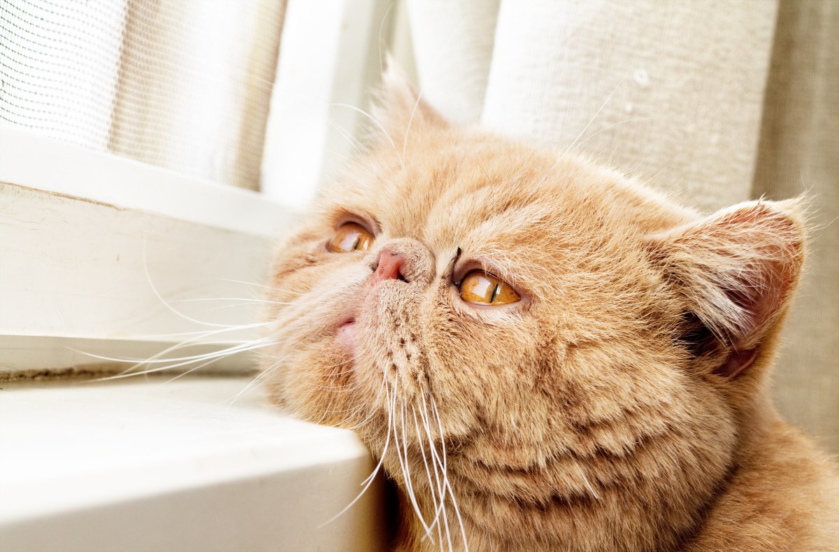 Katze ist einsam und legt Kopf auf die Fensterbank.