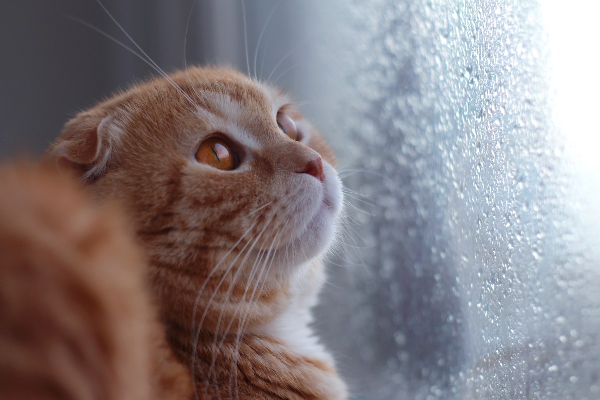 Katze schaut bei Gewitter aus dem Fenster.