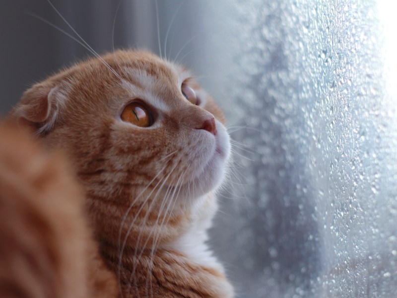 Katze schaut bei Gewitter aus dem Fenster.