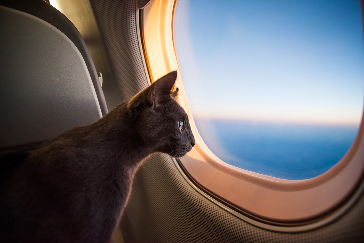 Katze im Flugzeug schaut aus dem Fenster.