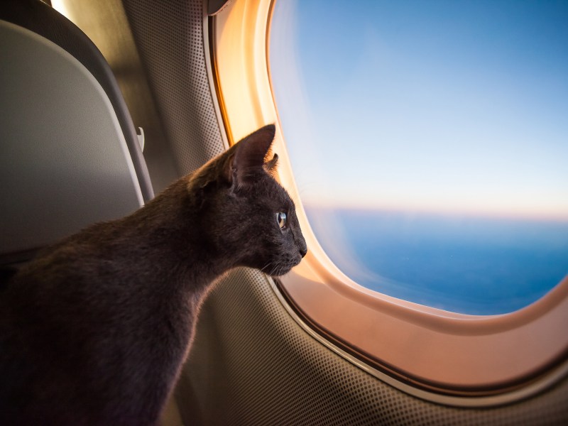 Katze im Flugzeug schaut aus dem Fenster.