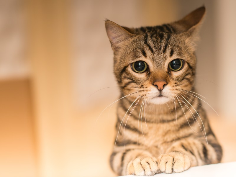 Katze leidet mit traurigem Blick