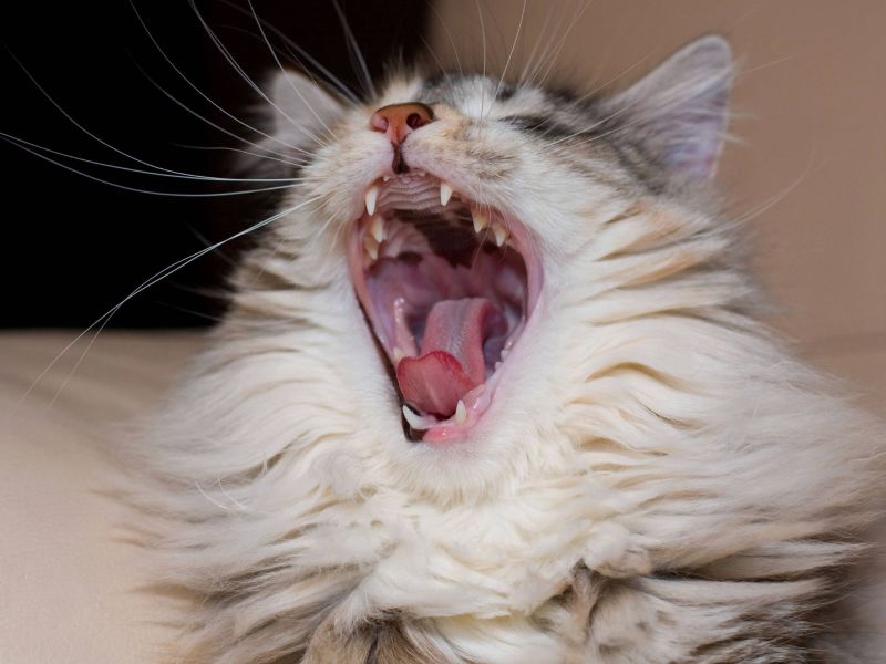 Hungrige Katze geht auf TikTok viral