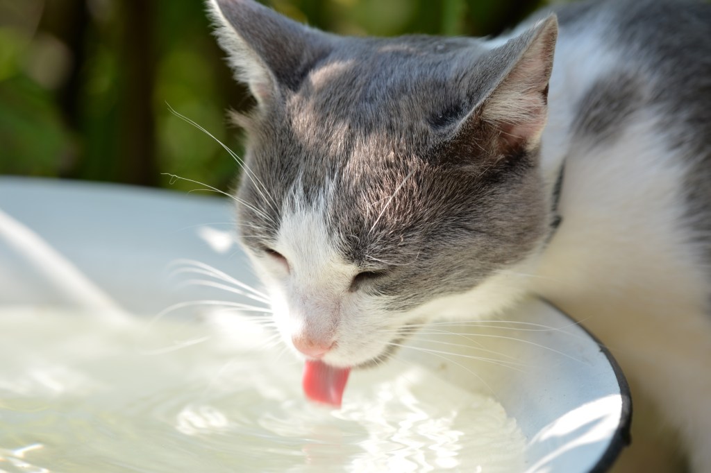 Katze trinkt aus einer Schale Wasser.