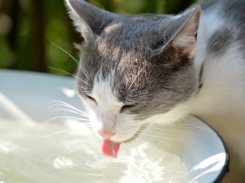 Katze trinkt aus einer Schale Wasser.