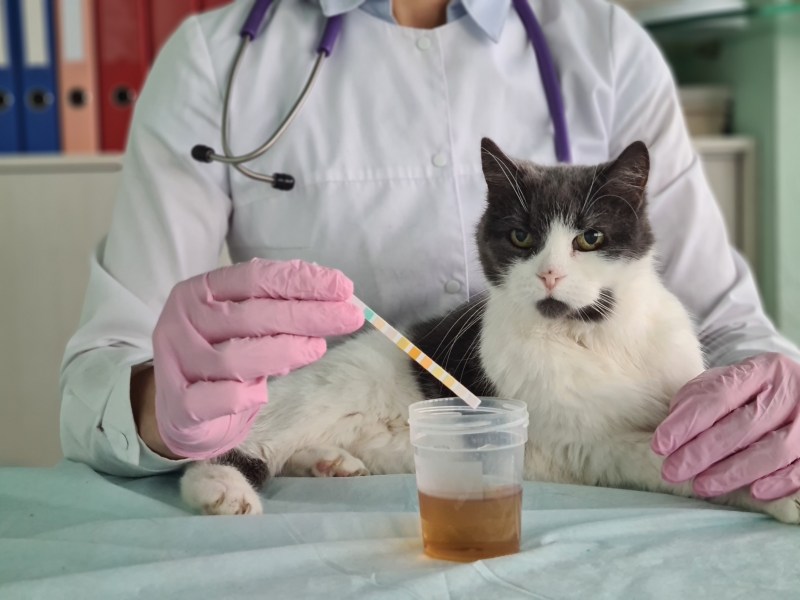 Frau nimmt von Katze eine Urinprobe.