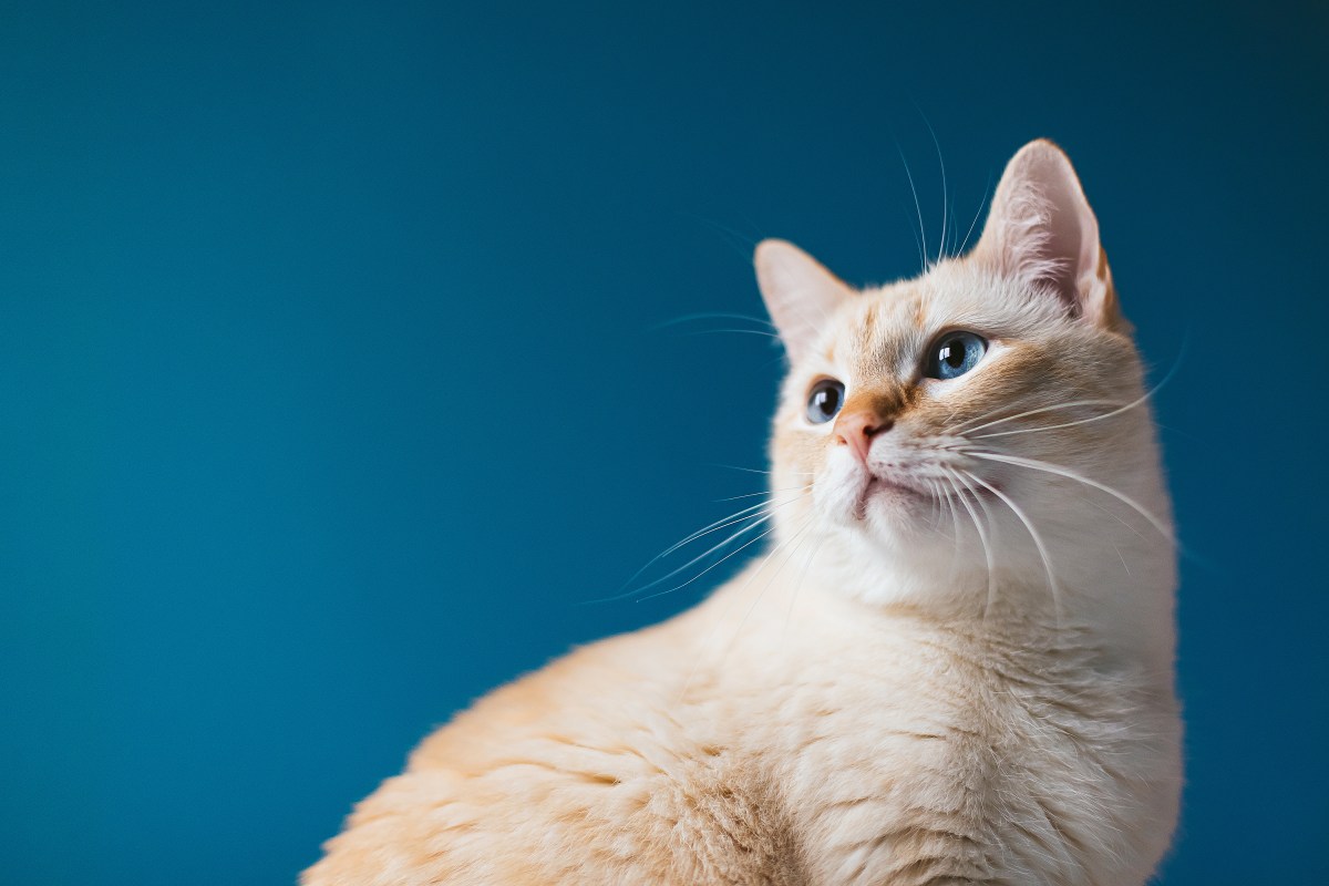 Helle Katze mit blauen Augen im Portrait.