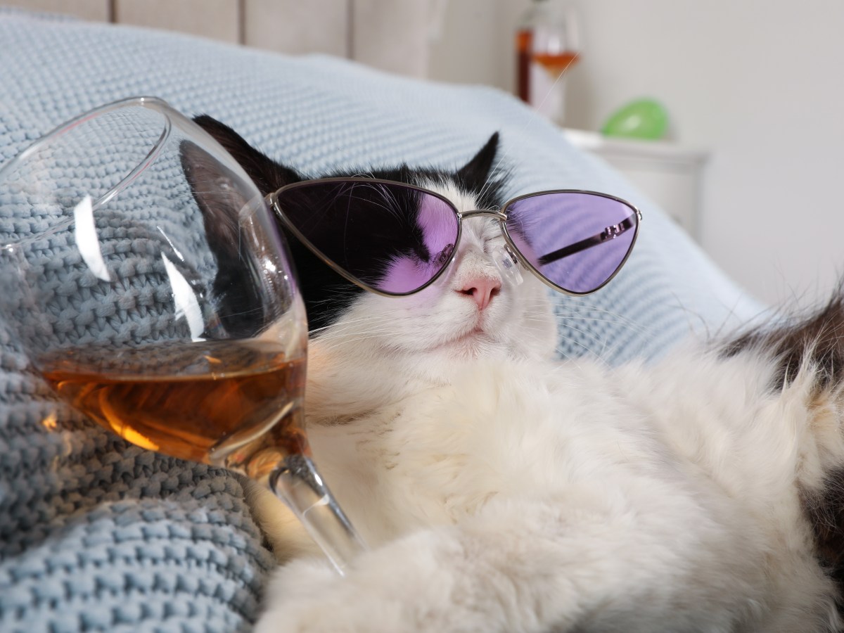 Katzendrink: 5 Cocktails, die deine Katze lieben wird