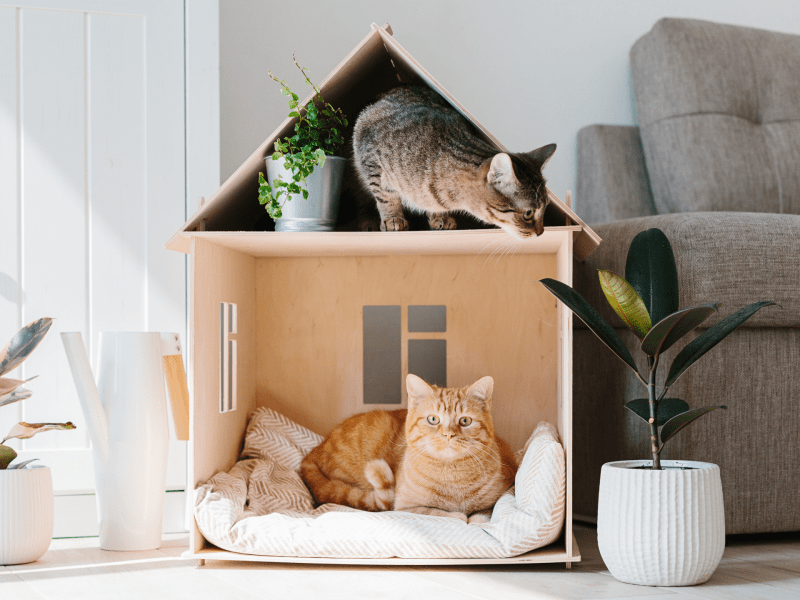 Katzen liegen im Katzenhaus