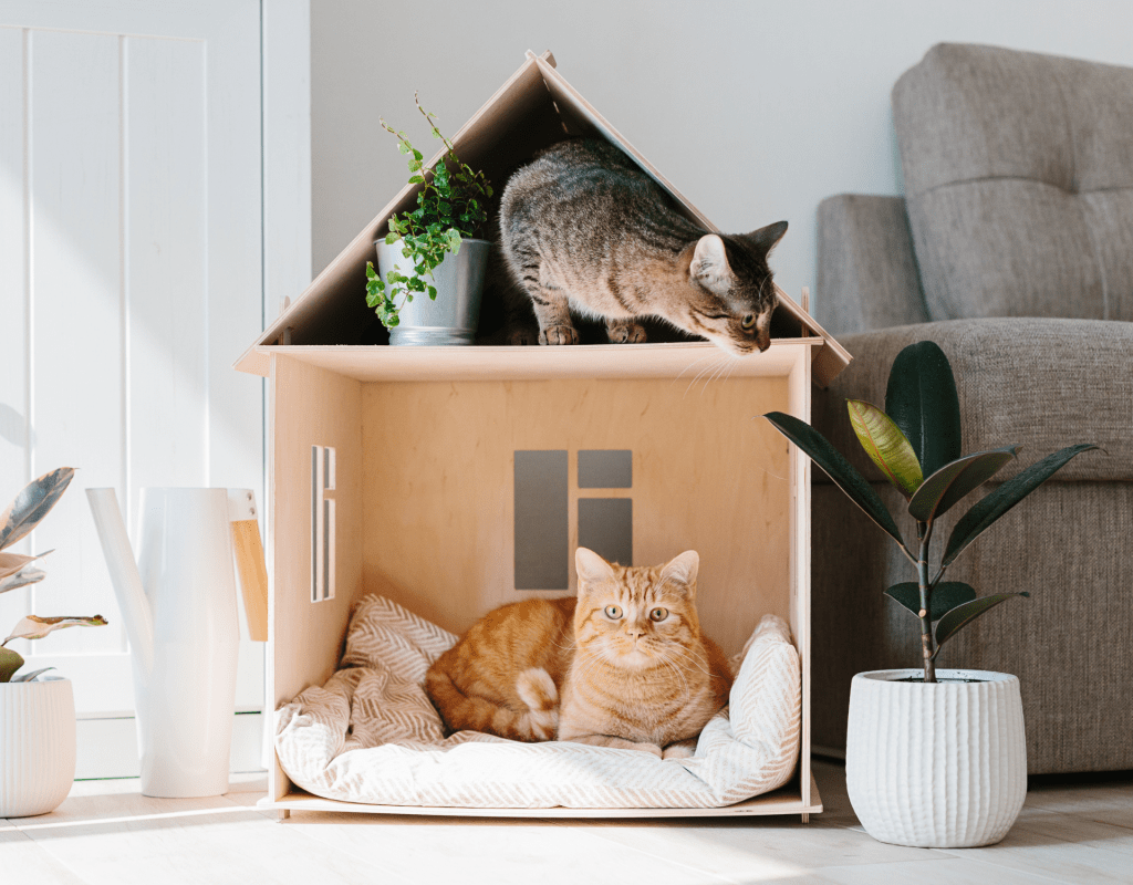Katzen liegen im Katzenhaus