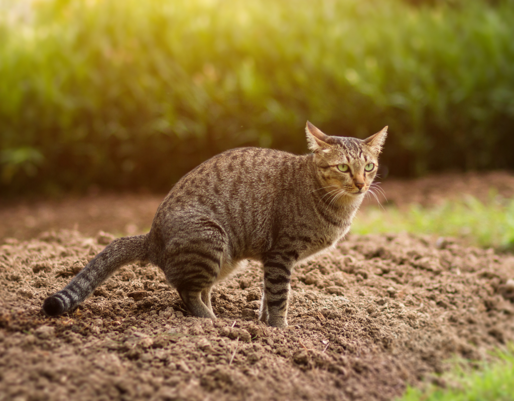 Katze setzt Kot im Garten ab.